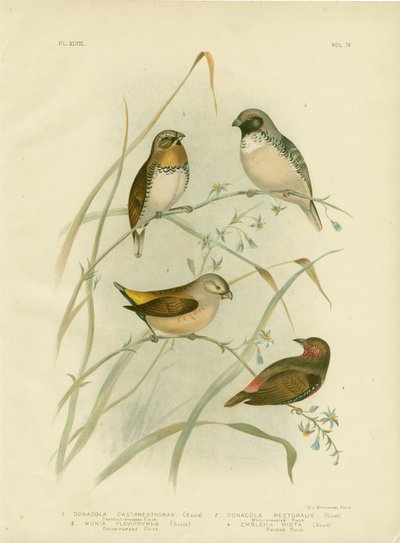 Chestnut-Breasted Finch by Gracius Broinowski